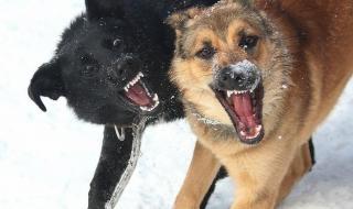 ЗАТВЕРДЖЕНО ПЕРЕЛІК НЕБЕЗПЕЧНИХ СОБАК