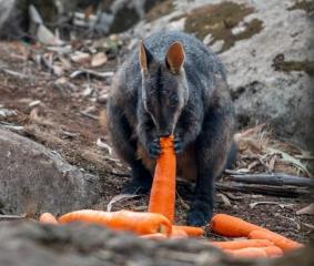 В Австралії з вертольотів скидають тисячі кілограмів овочів, щоб нагодувати тварин після пожеж