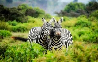 Вчені розвінчали ще один міф про смуги на шкурі зебри