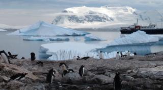 В Антарктиді з`явилися комарі