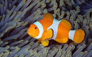 МОРСЬКІ МЕШКАНЦІ МІГРУЮТЬ