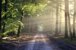 У Києві з’явилася перша в Україні інтерактивна екостежка