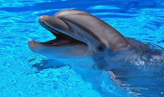 Дельфіни – найкращі лікарі та психологи