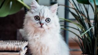 Пухнаста композиторка: кішка створює мелодії, які діють краще заспокійливого