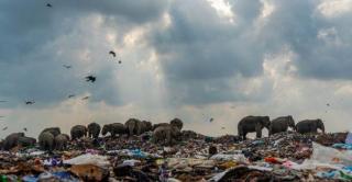 Слони на звалищі: моторошний знімок виграв конкурс Королівського біологічного товариства Британії