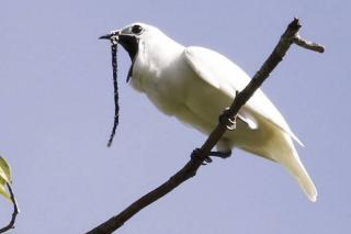На півночі Амазонки знайшли найгучнішу пташку на Землі