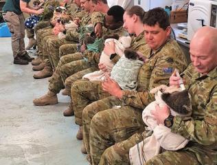 В Австралії військові у вільний час приходять годувати врятованих коал