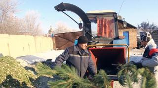 Новорічні ялинки в Житомирі будуть переробляти на обігрів для теплиць