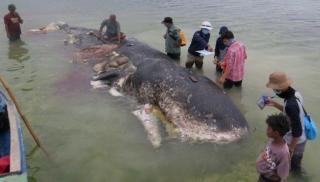 Вбивчий пластик для тварин