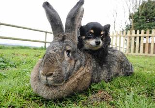 Кролики-гіганти в США