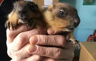 У Львівському еколого-натуралістичному центрі вперше народилися бабаки (фото)