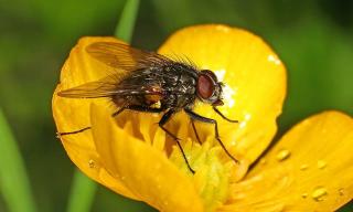 Життя без комах