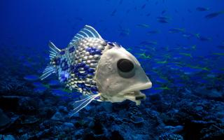 Учені з'ясували, звідки беруться риби в порожніх водоймах