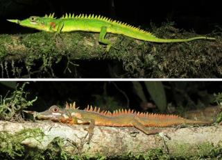 Науковці знайшли на Суматрі небачених носорогих драконів