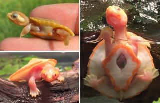 Серце для всього світу