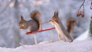 ПЕРШИЙ СНІГ